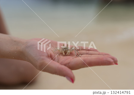 Young female hand show small sand crab on a beach Young female hand show small sand crab on a beach 132414791