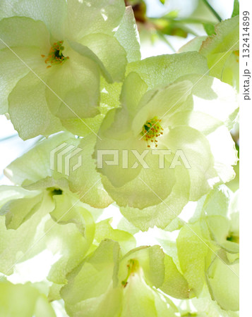 緑の桜の花びらのクローズアップイメージ　背景素材 132414899