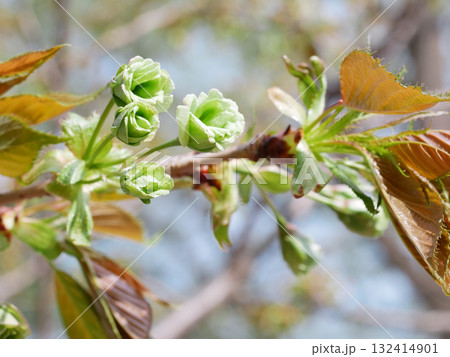 もう直ぐ開花しそうな御衣黄桜の蕾のクローズアップイメージ もう直ぐ開花しそうな御衣黄桜の蕾のクローズアップイメージ 132414901