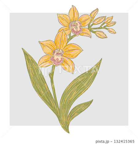 hand drawn illustration of a lily 132415365