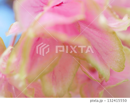 紅変した緑の桜の花びらのクローズアップイメージ 背景素材 紅変した緑の桜の花びらのクローズアップイメージ 背景素材 132415550