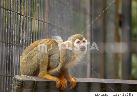 上の方を見ているリスザル 132415598