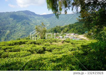 Hillside Tea Garden Village in Himalayan Foothills 132415928