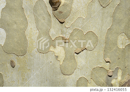 London plane 132416055