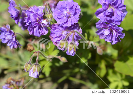Himalayan Cranesbill Plenum 132416061