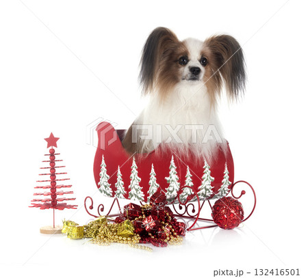 papillon dog in studio 132416501