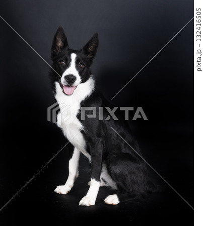 puppy border collie 132416505