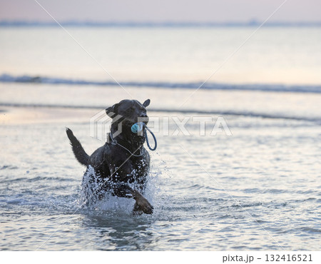 rottweiler and beach rottweiler and beach 132416521