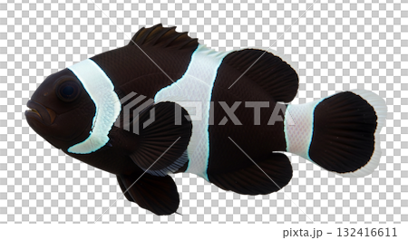 This stunning Black Ocellaris Clownfish displays its bright orange and white stripes against a transparent background, highlighting its unique features in a controlled studio environment. 132416611