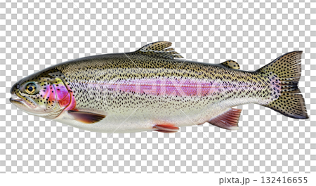 This rainbow trout displays its colorful scales and remarkable patterns while isolated on a transparent background. The fish is shown in a horizontal position, revealing its distinct features. 132416655