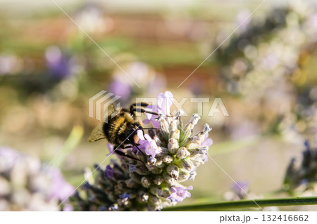 明るい日差しの下のラベンダーにとまり蜜を集めるミツバチ　イギリスのバンブルビー 132416662