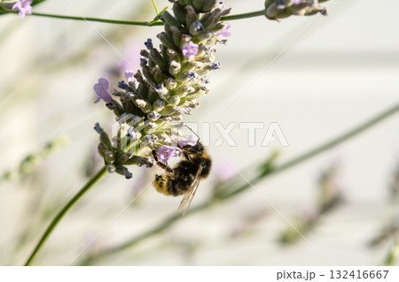 明るい日差しの下のラベンダーにとまり蜜を集めるミツバチ　イギリスのバンブルビー 132416667