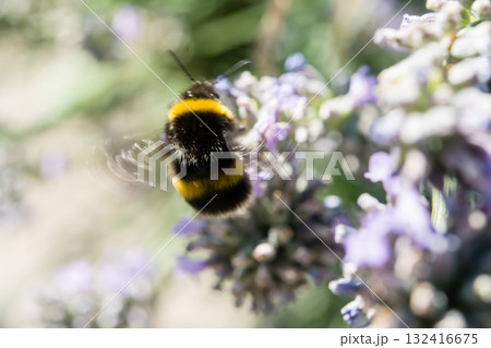 明るい日差しの下のラベンダーにとまり蜜を集めるミツバチ イギリスのバンブルビー 明るい日差しの下のラベンダーにとまり蜜を集めるミツバチ イギリスのバンブルビー 132416675