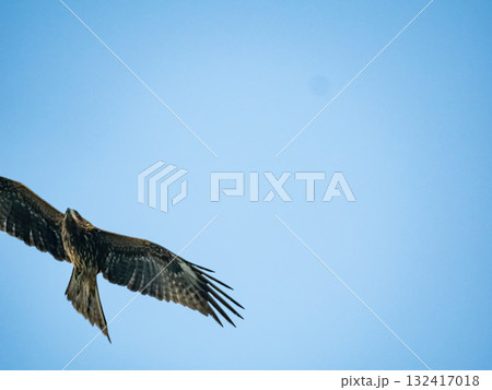 Milvus migrans eagle in Keelung,Taiwan. 132417018