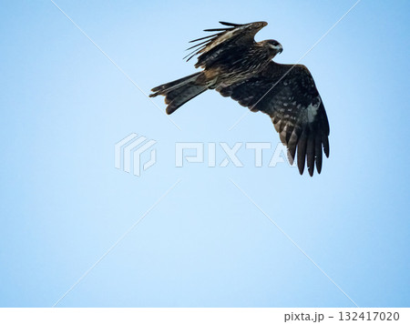 Milvus migrans eagle in Keelung,Taiwan. 132417020