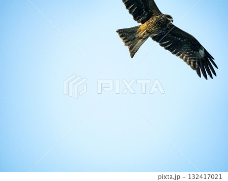 Milvus migrans eagle in Keelung,Taiwan. Milvus migrans eagle in Keelung,Taiwan. 132417021