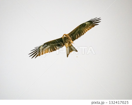 Milvus migrans eagle in Keelung,Taiwan. Milvus migrans eagle in Keelung,Taiwan. 132417025