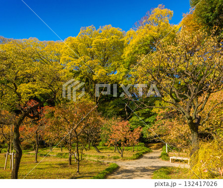 秋晴れの日本庭園で黄金色の高木と紅葉した梅林が広がる散策路 (東京都、文京区、小石川後楽園) 秋晴れの日本庭園で黄金色の高木と紅葉した梅林が広がる散策路 (東京都、文京区、小石川後楽園) 132417026