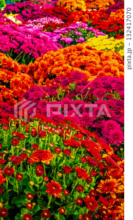red, yellow, orange flowers 132417070