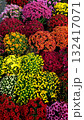 red, yellow, orange flowers 132417071
