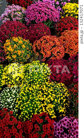 red, yellow, orange flowers red, yellow, orange flowers 132417071