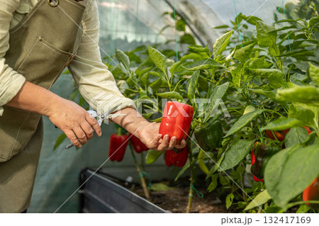 Farmer holding a organic ripe bell peppers 132417169
