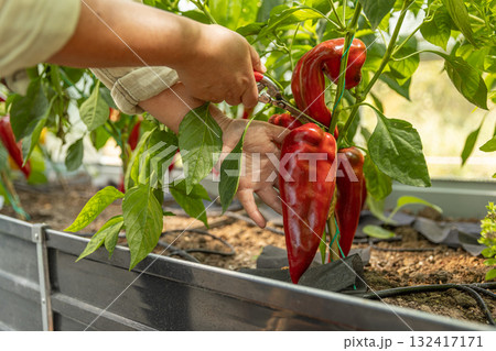 Gardener harvesting red peppers Gardener harvesting red peppers 132417171