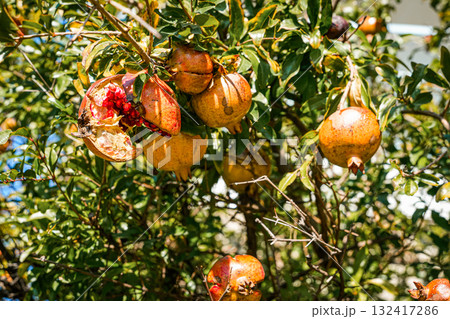 Ripe pomegranates hanging on a tree branch with green leaves. Ideal for nature, fruits, healthy lifestyle, gardening, Mediterranean produce, and culinary concepts. 132417286