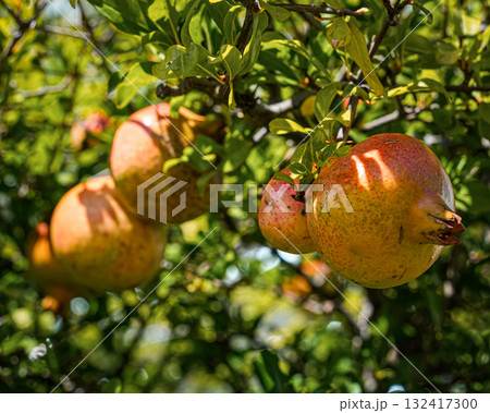 Close-up of four ripe pomegranates growing on a tree branch among green leaves. Perfect for nature, fruit photography, Mediterranean gardens, healthy lifestyle, and culinary concepts. 132417300
