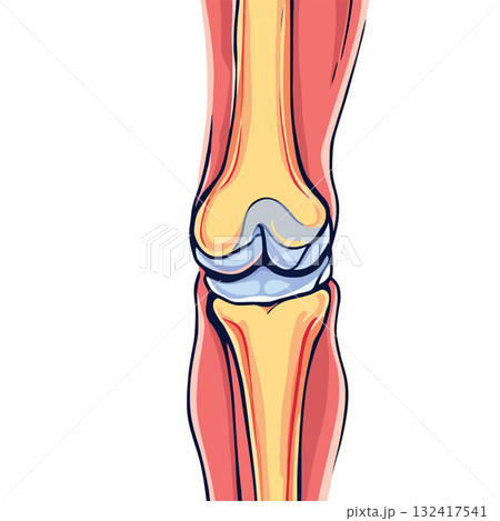 Vsai medical illustration showing healthy knee joint anatomy Vsai medical illustration showing healthy knee joint anatomy 132417541