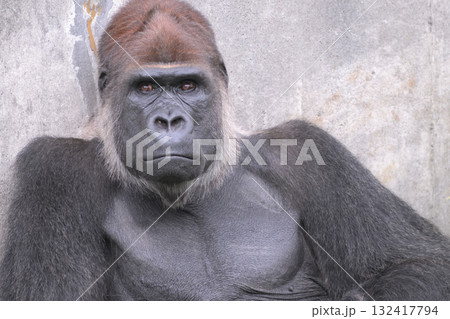 鼻の穴を膨らませてまた会いましょうと目で合図するゴリラ 132417794