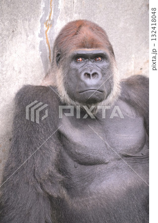何ごとかに驚いたのか目を瞠るゴリラ 何ごとかに驚いたのか目を瞠るゴリラ 132418048