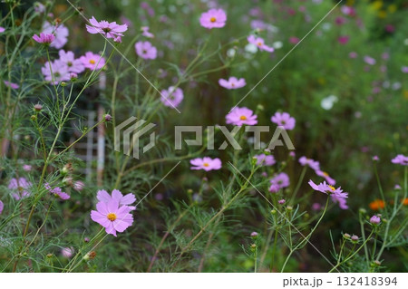 コスモスの花 コスモスの花 132418394