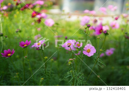コスモスの花 132418401