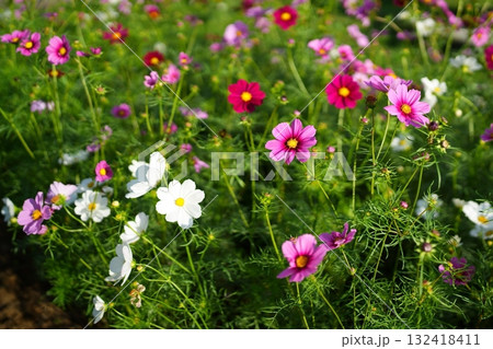 コスモスの花 132418411