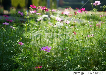 コスモスの花 132418413