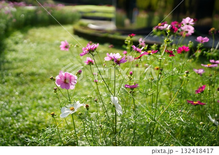 コスモスの花 コスモスの花 132418417