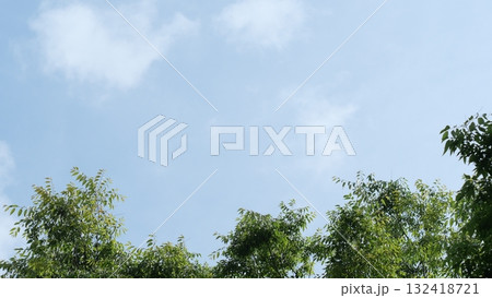 木と空 132418721