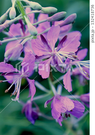 A close-up of a magnificent inflorescence of fireweed flowers 132418736