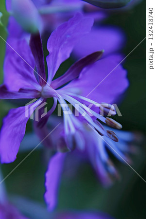 A close-up of a bright, beautiful fireweed flower 132418740