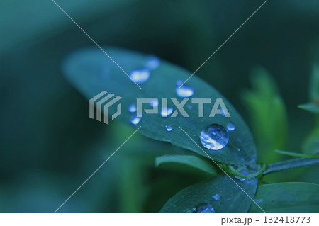 Dew drops on a green leaf close-up, macro 132418773
