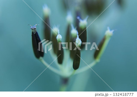 Close-up of an umbrella with seeds of Anthriscus sylvestris, macro Close-up of an umbrella with seeds of Anthriscus sylvestris, macro 132418777