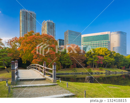 秋の日本庭園に架かる橋と色鮮やかな紅葉と高層ビル群 (東京都、中央区、浜離宮恩賜庭園) 132418815