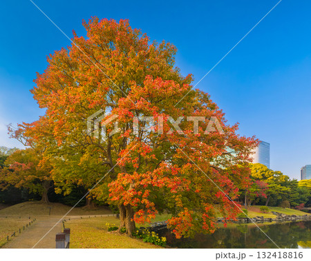 秋晴れの日本庭園で池のほとりに立つカラフルなトウカエデの大木 (東京都、中央区、浜離宮恩賜庭園) 132418816