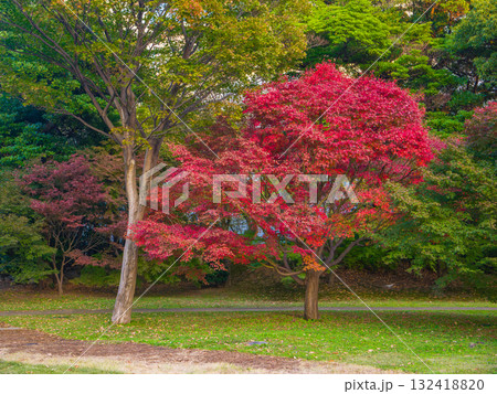 秋の日本庭園でひときわ目立つ真っ赤なモミジの紅葉 (東京都、港区、旧芝離宮恩賜庭園) 132418820