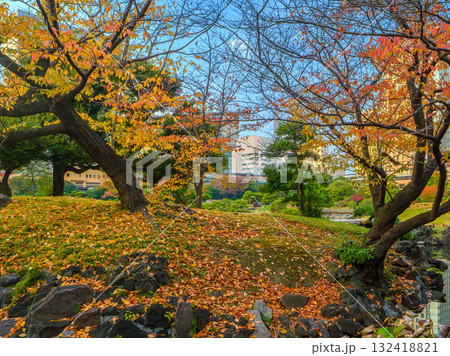 都会の日本庭園で色づく桜の木々と落ち葉の絨毯 (東京都、港区、旧芝離宮恩賜庭園) 132418821