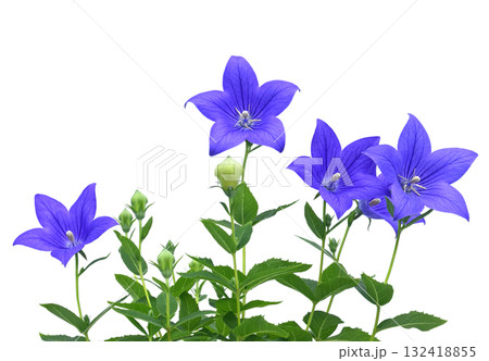 桔梗の花 　秋の七草のひとつ　（ fix撮影 ） 132418855