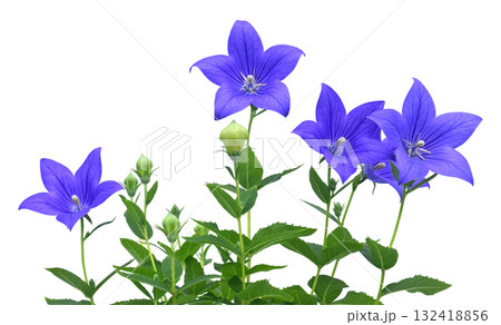 桔梗の花 　秋の七草のひとつ（ fix撮影 ） 132418856