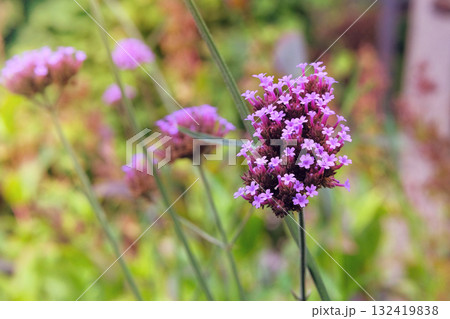 Verbena bonariensis is blooming in cottage garden. Purple blooming flowers. Perennial flower. Flowering plants. Sunny day. 132419838