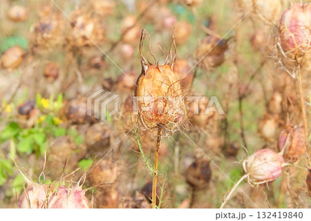 Nigella seed is growing in autumn garden. Dry seeds in country garden. Medicinal herb. Cultivated. Annual herbaceous plant. 132419840